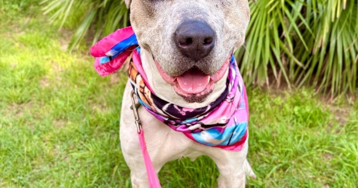 Austin Pets Alive! | Fruit Snacks