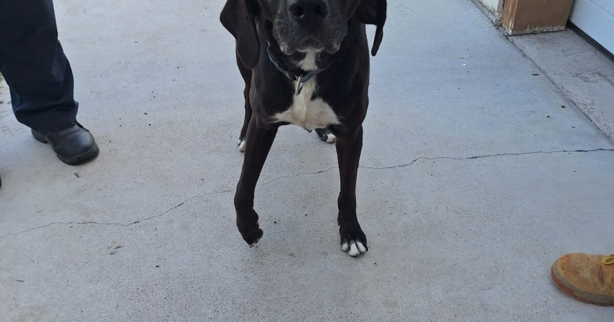 Austin Pets Alive! | Ruby