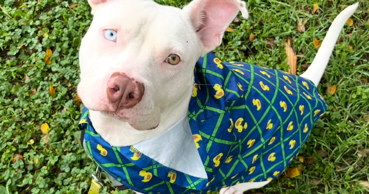 Austin Pets Alive! | Astro