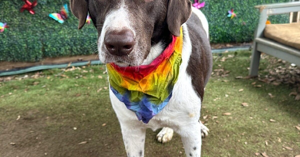 Austin Pets Alive! | Frankincense