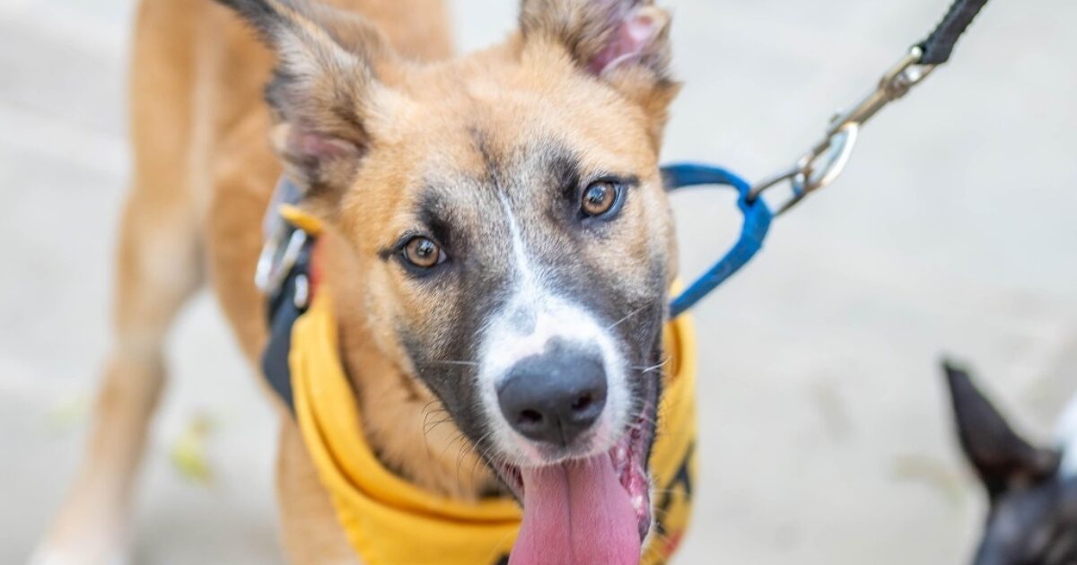 Austin Pets Alive! | Leo