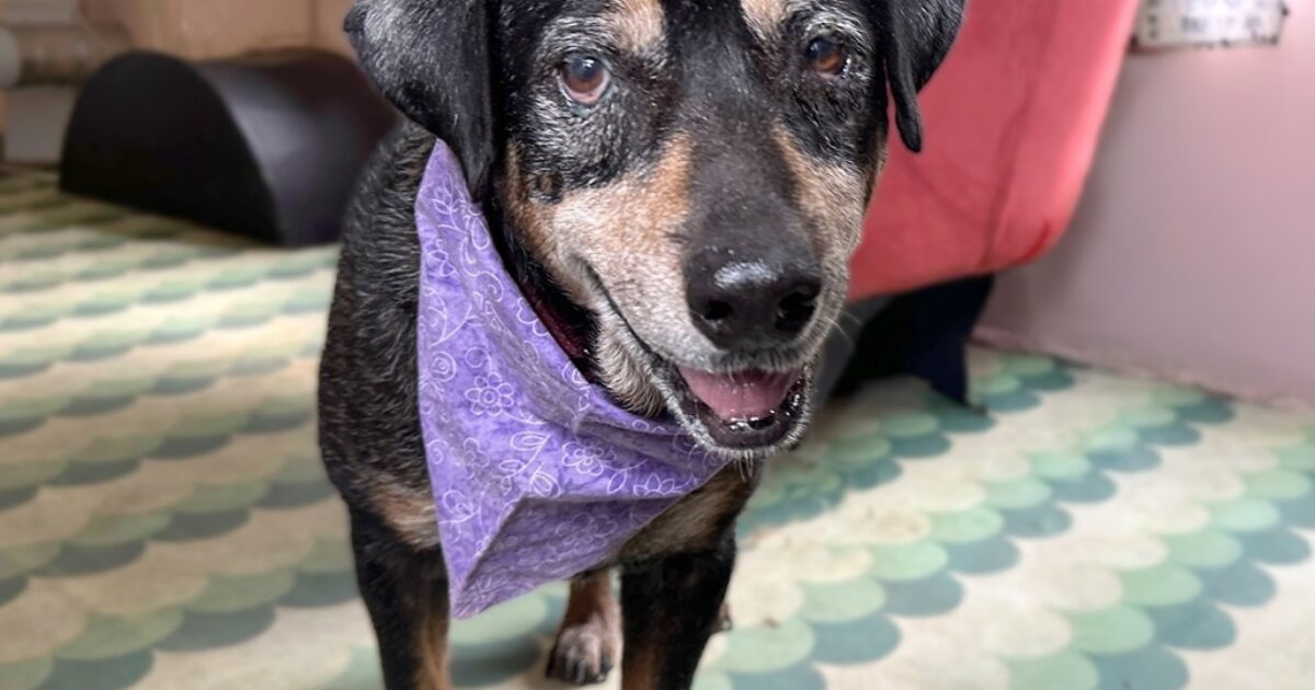 Austin Pets Alive! | Kiwi