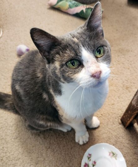 390fbd5bf91b40032843f9c85ecd67ba