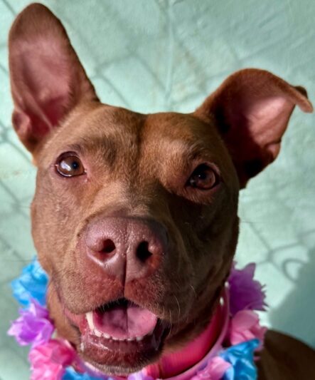 4ec82be149fb7c47c8cd3aedae1ad43d