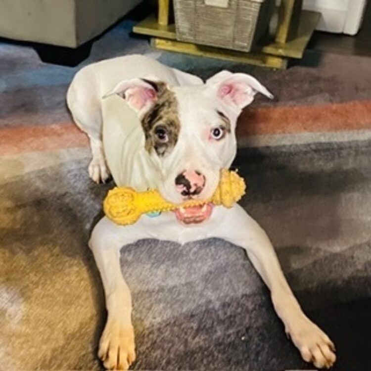 Catahoula Leopard Dog