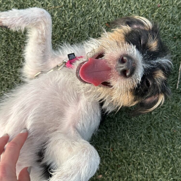 Gracie