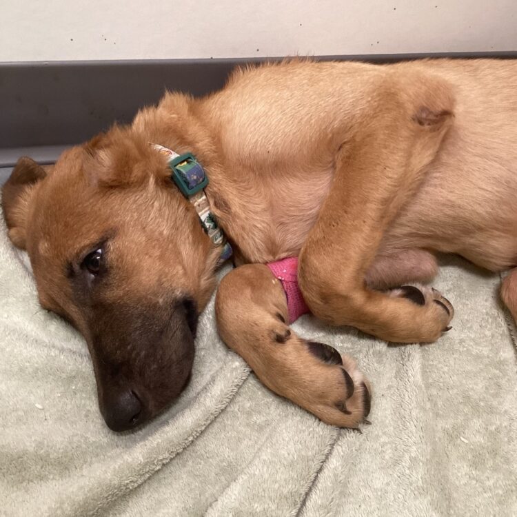 Dingo
