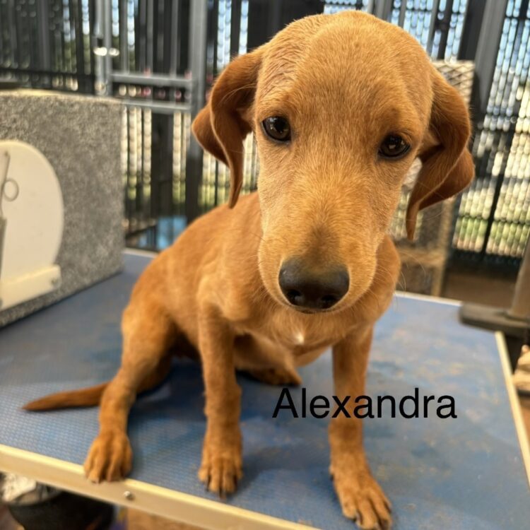 Alexandra