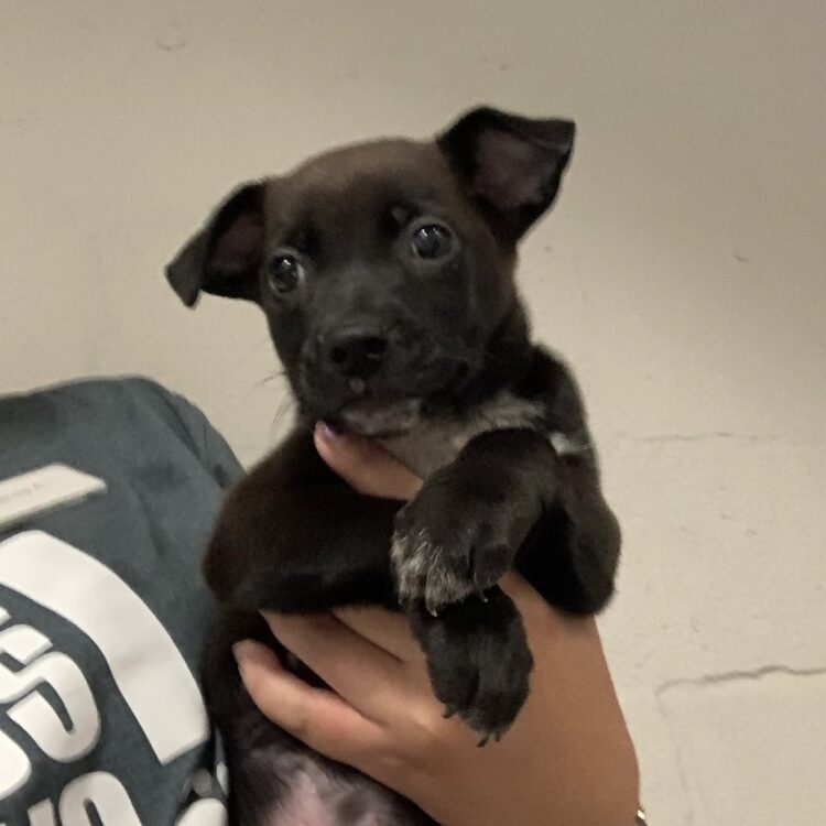 Terrier