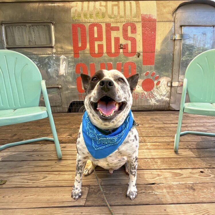 Austin Pets Alive! | Missio
