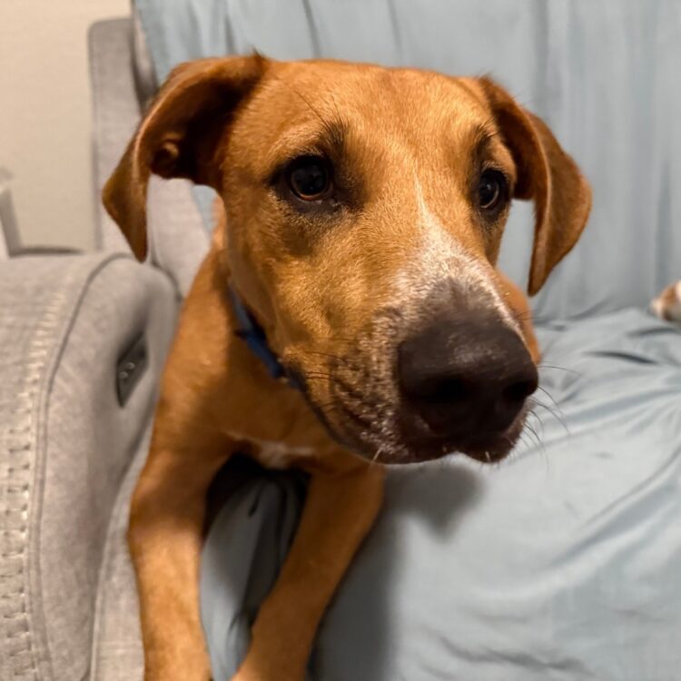 Black Mouth Cur