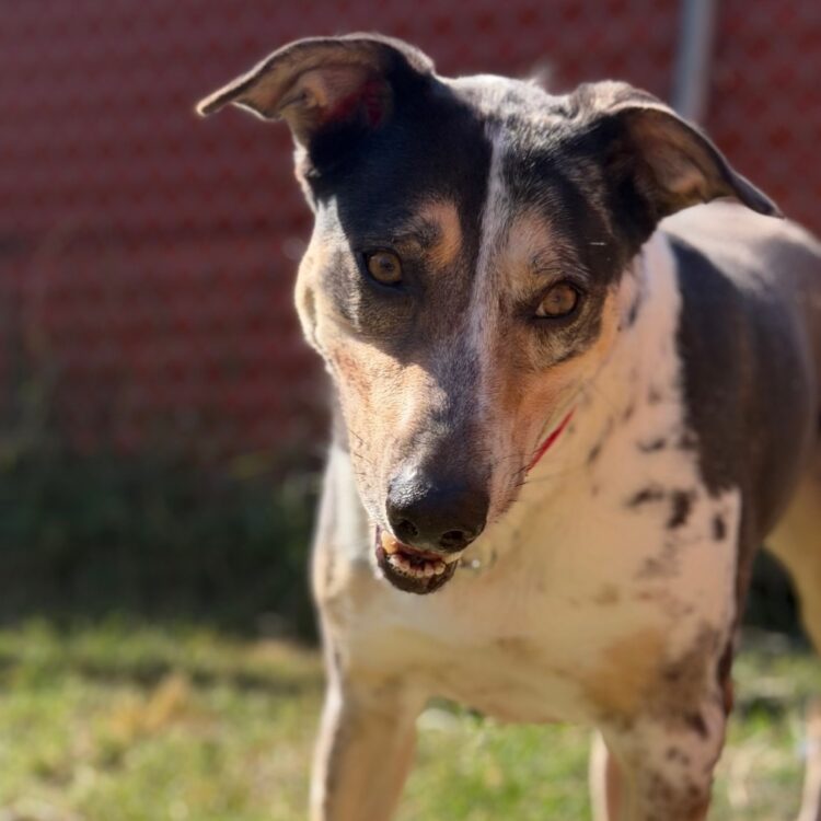 Cattle Dog