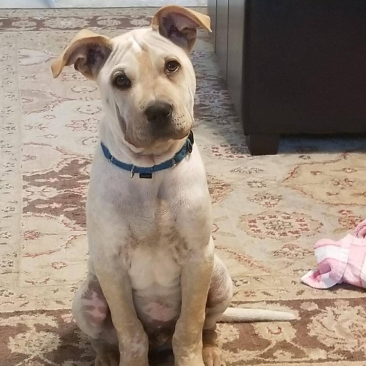 Buddy