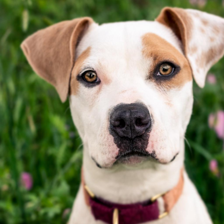 Terrier