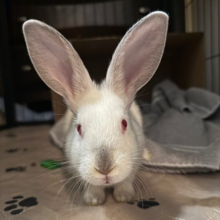 2149bbc1fee0bb37167431585a57f7be