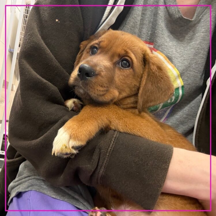 Rhodesian