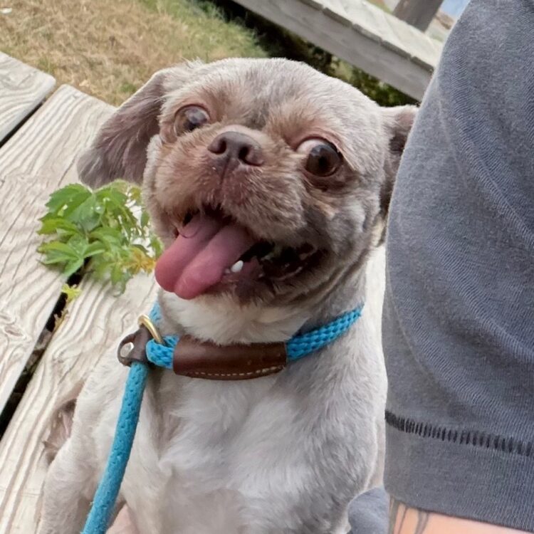 Shih Tzu