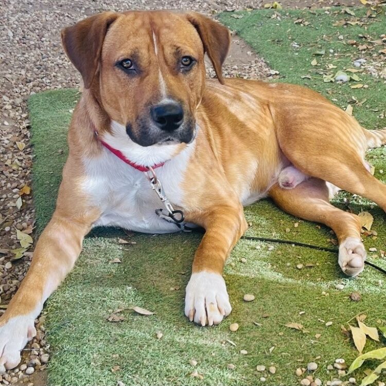 Austin Pets Alive! | Dimples