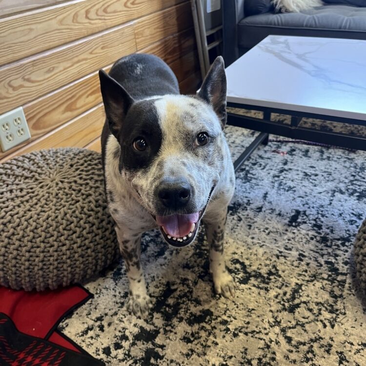 Austin Pets Alive! | Missio