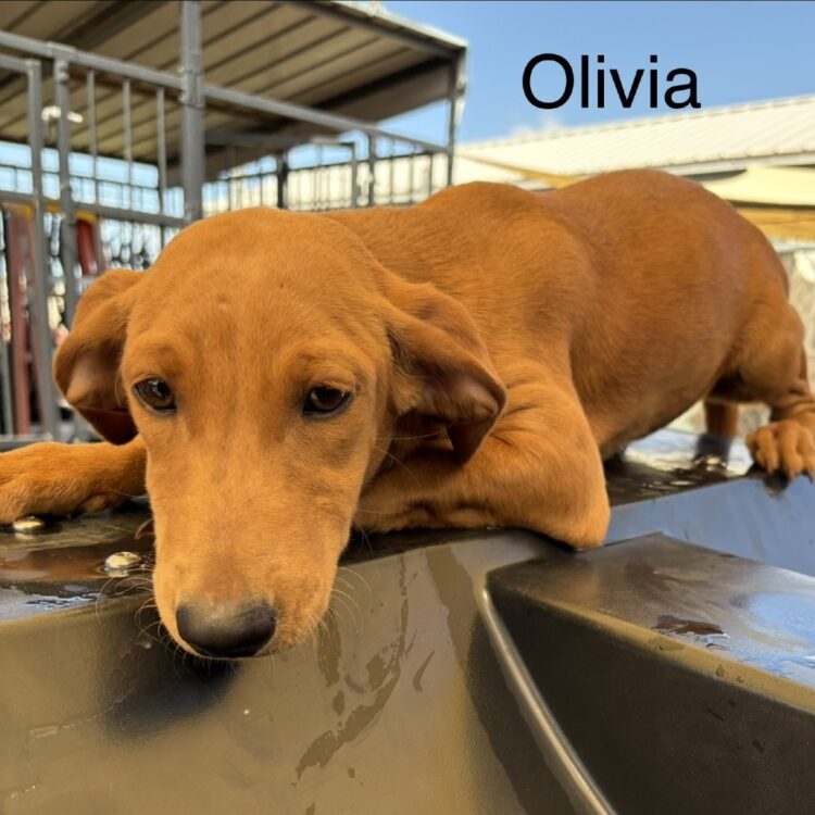 Olivia