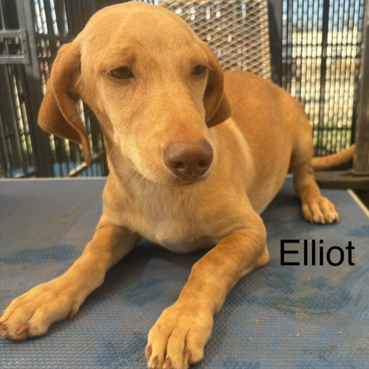 Elliot