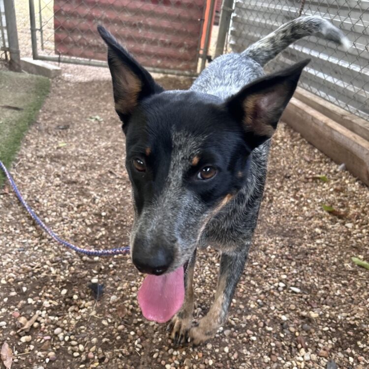 Cattle Dog, Australian