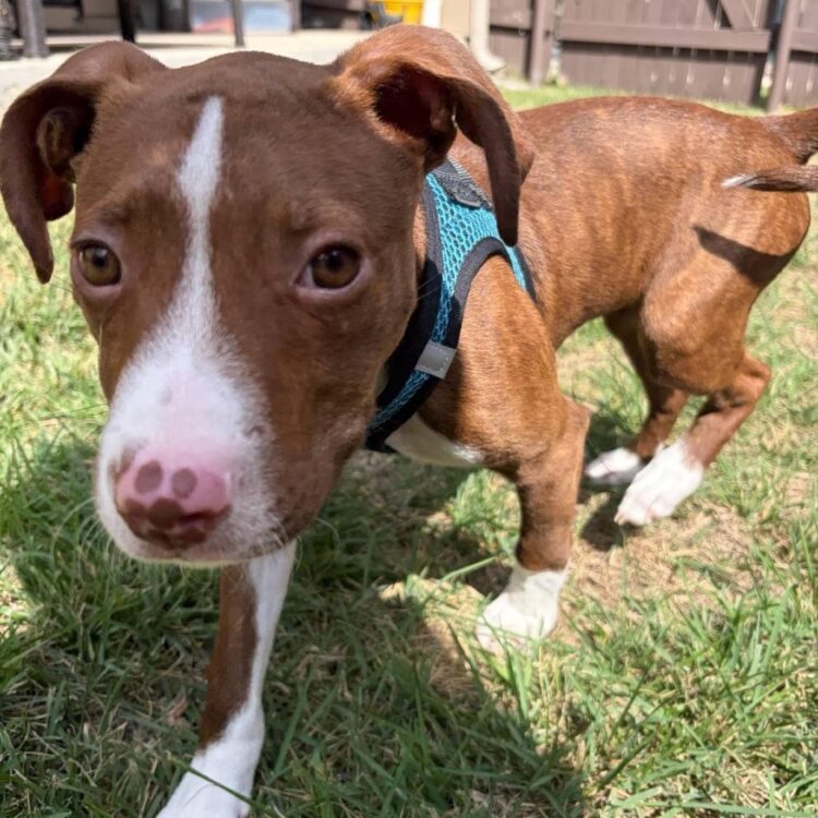 Pit Bull