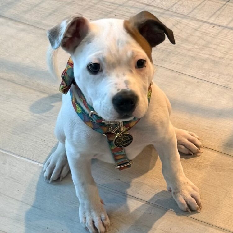 Pit Bull