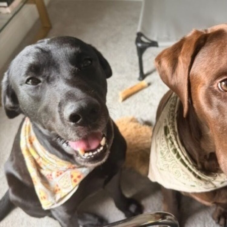 Labrador Retriever