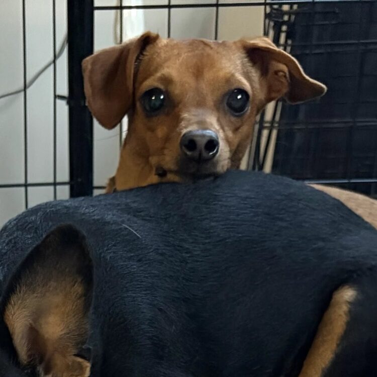 Mixed Breed