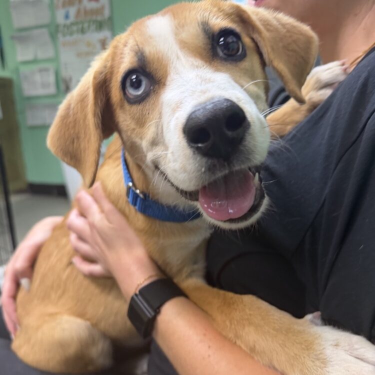 Mixed Breed