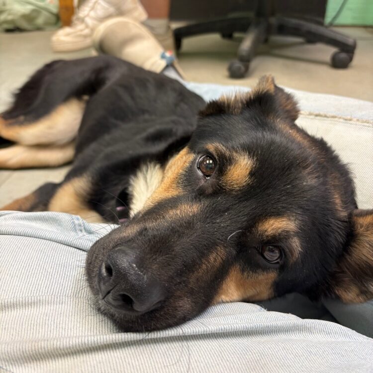 German Shepherd