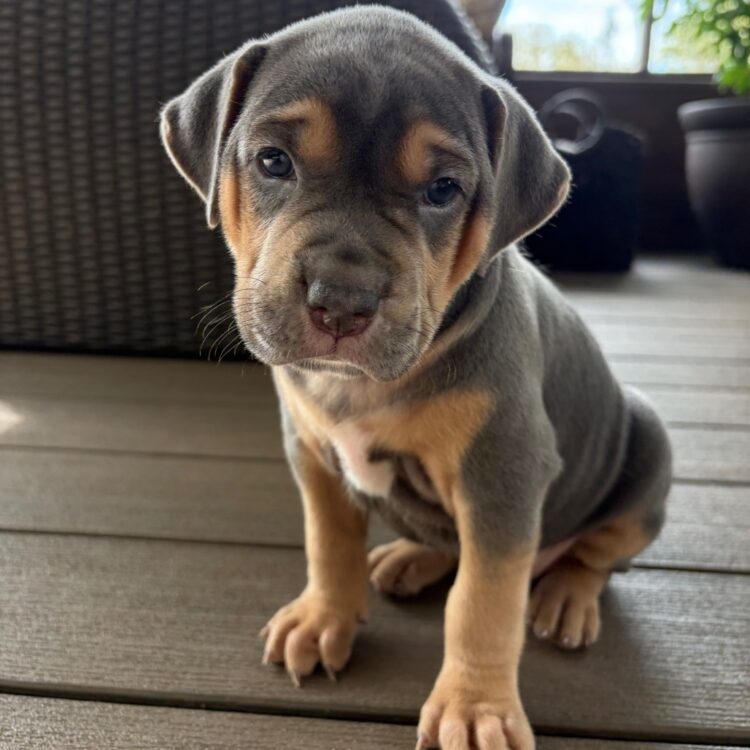 Sterling