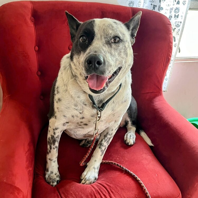 Austin Pets Alive! | Missio