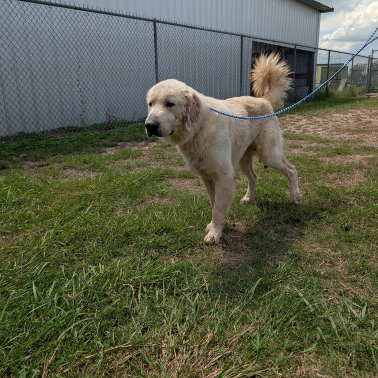Milo
