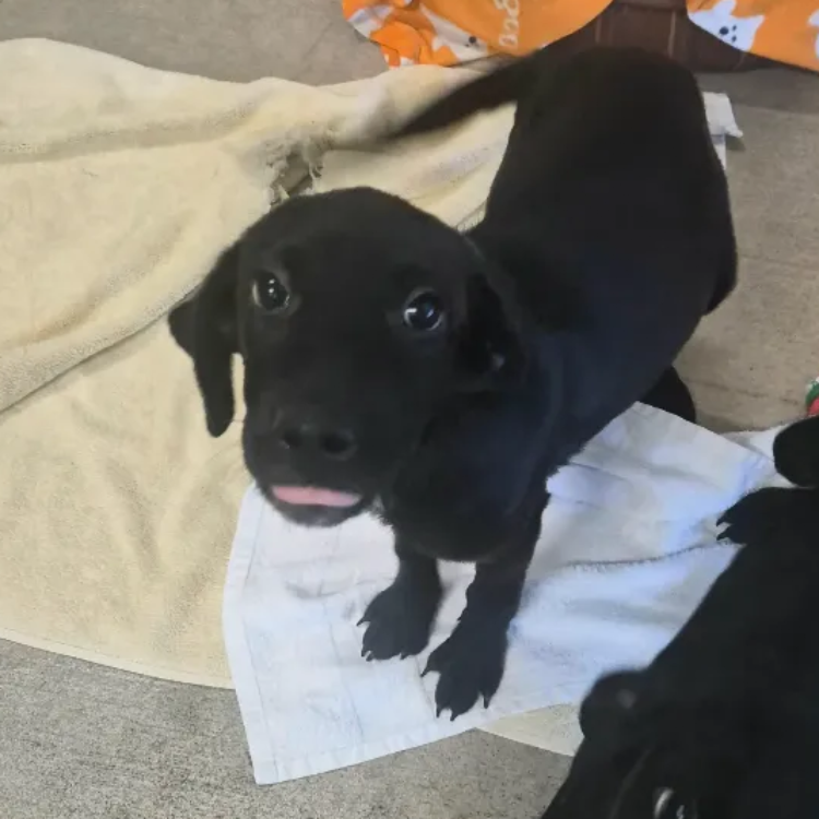 Labrador Retriever