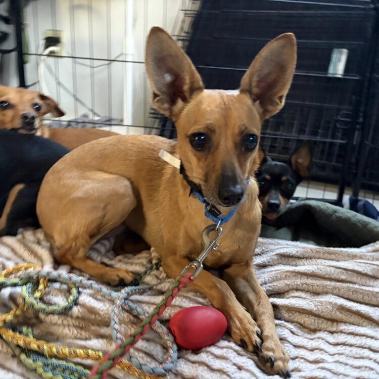 Mixed Breed