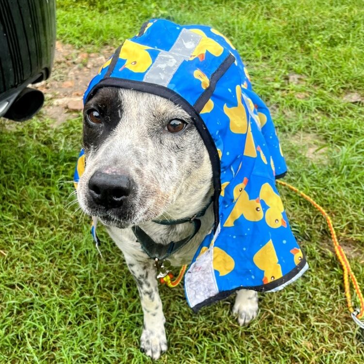 Austin Pets Alive! | Missio