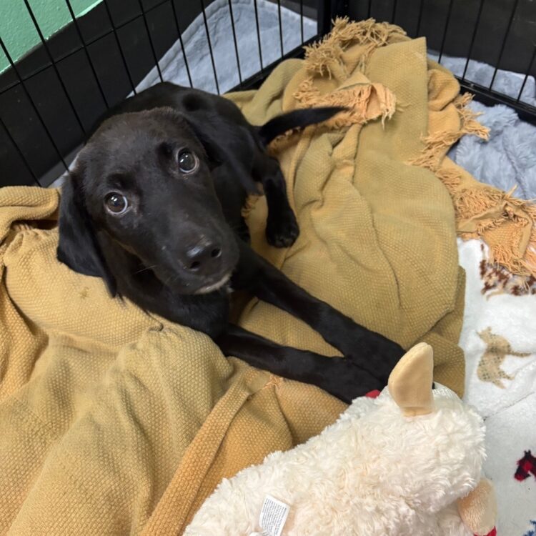Labrador Retriever