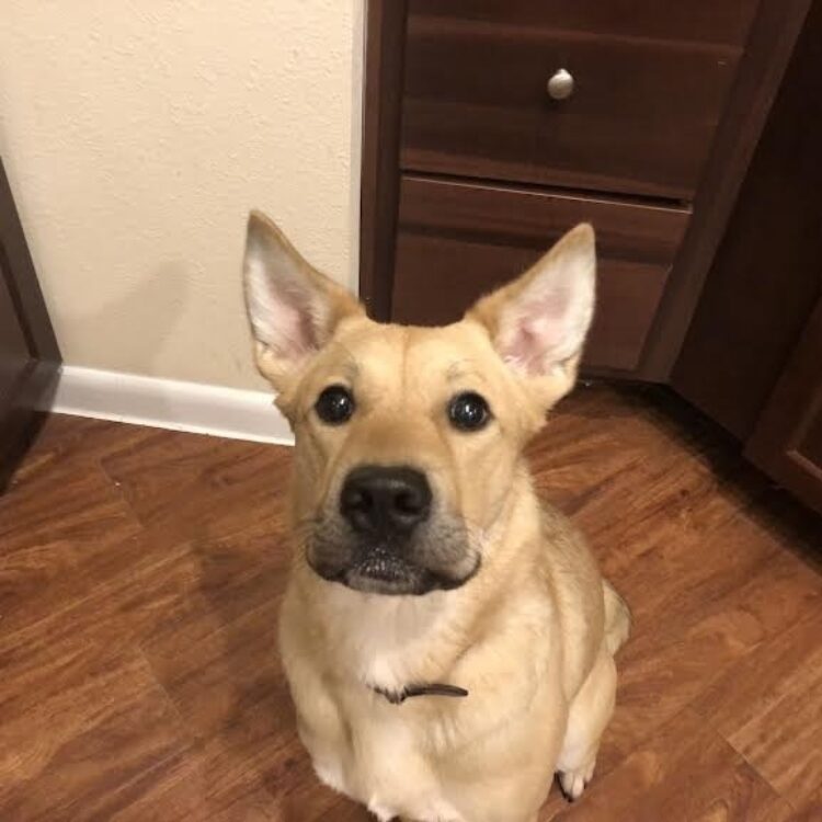 Carolina Dog