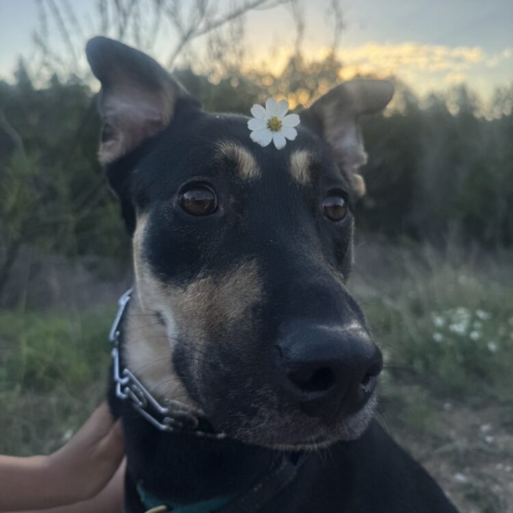 Cannoli