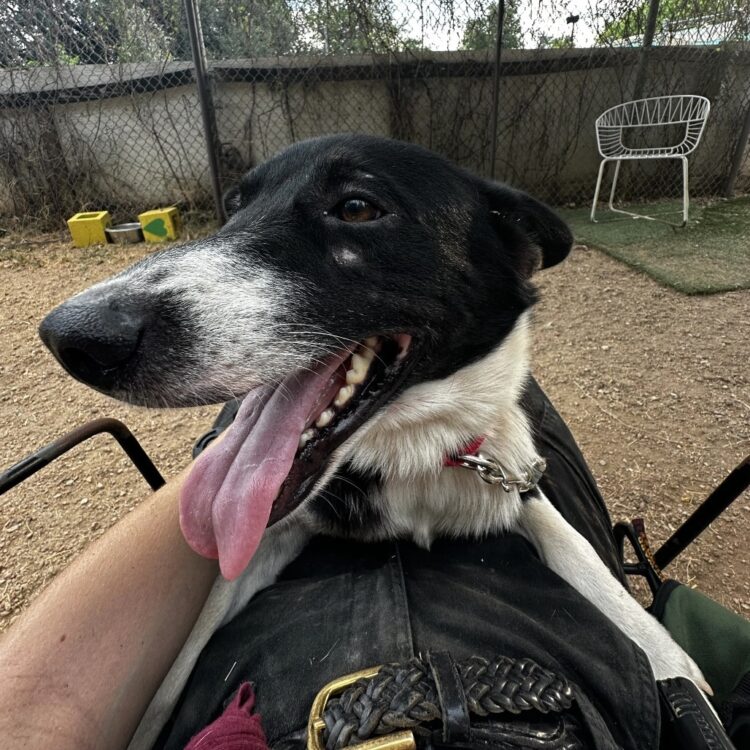 Border Collie