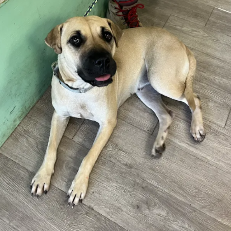 Black Mouth Cur