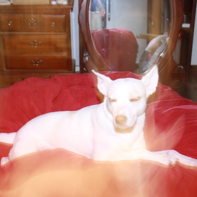 Pippi