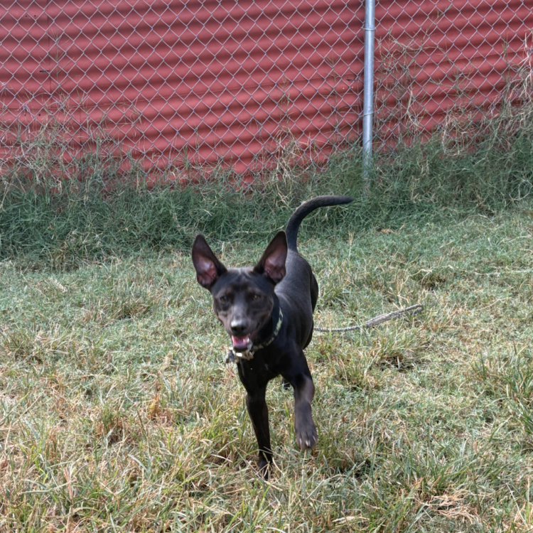 Mixed Breed