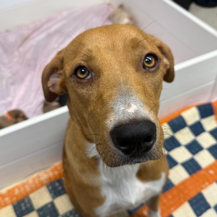 Hound