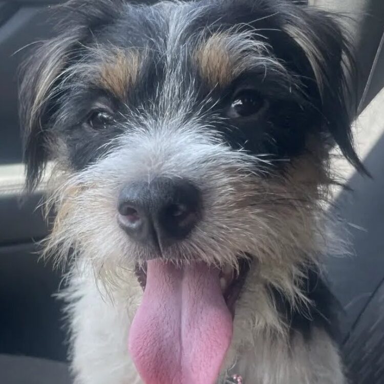Terrier