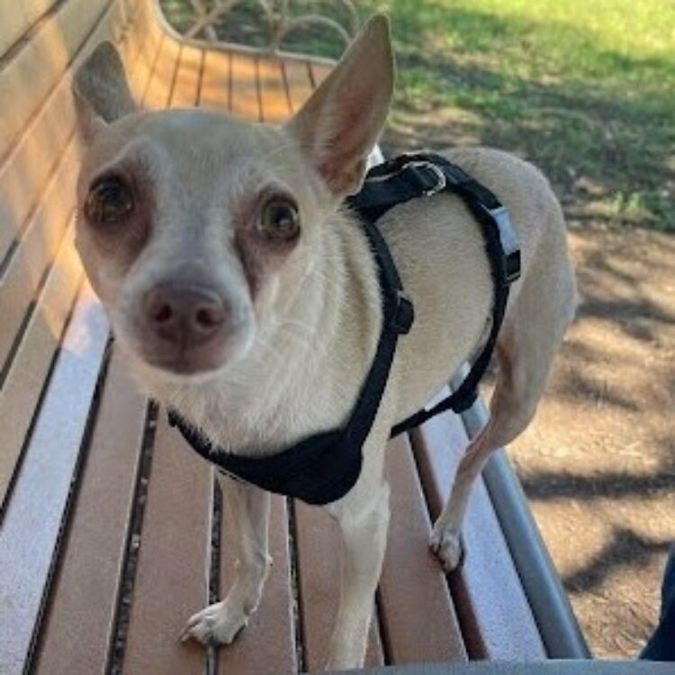 Chihuahua
