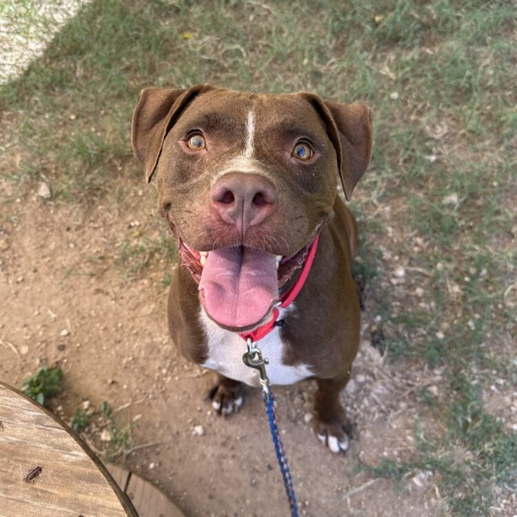 Mixed Breed
