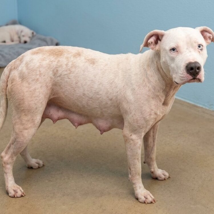 Pit Bull